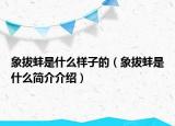 象拔蚌是什么样子的（象拔蚌是什么简介介绍）
