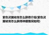 紫色灵翼幼龙怎么获得介绍(紫色灵翼幼龙怎么获得详细情况如何)