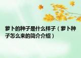 萝卜的种子是什么样子（萝卜种子怎么来的简介介绍）