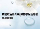 猪的歇后语介绍(猪的歇后语详细情况如何)