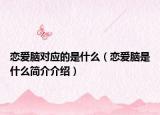 恋爱脑对应的是什么（恋爱脑是什么简介介绍）