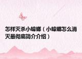 怎样灭杀小蟑螂（小蟑螂怎么消灭最彻底简介介绍）