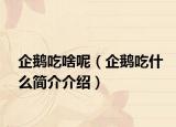 企鹅吃啥呢（企鹅吃什么简介介绍）