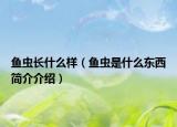 鱼虫长什么样（鱼虫是什么东西简介介绍）