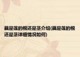 藕是莲的根还是茎介绍(藕是莲的根还是茎详细情况如何)