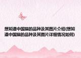 想知道中国猫的品种及其图片介绍(想知道中国猫的品种及其图片详细情况如何)