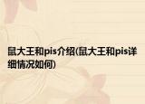 鼠大王和pis介绍(鼠大王和pis详细情况如何)