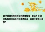 哪些狗狗是颜值很高但智商却很一般的介绍(哪些狗狗是颜值很高但智商却很一般的详细情况如何)