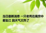 当日最新消息 一只老鹰在南京中暑坠江 因天气太热了