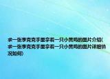求一张李克克手里拿着一只小黄鸡的图片介绍(求一张李克克手里拿着一只小黄鸡的图片详细情况如何)