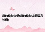 麝的动物介绍(麝的动物详细情况如何)