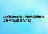 非洲凤凰鱼公母（热带鱼非洲凤凰怎样辨别雌雄简介介绍）