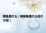 鳡鱼是什么（啵啵鱼是什么简介介绍）