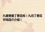 九里香是丁香花吗（九月丁香花开吗简介介绍）