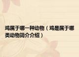 鸡属于哪一种动物（鸡是属于哪类动物简介介绍）