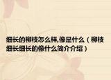 细长的柳枝怎么样,像是什么（柳枝细长细长的像什么简介介绍）