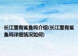 长江里有鲨鱼吗介绍(长江里有鲨鱼吗详细情况如何)