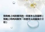 狗狗晚上叫的像哭的一样是怎么回事啊（狗晚上呜呜叫跟哭一样是怎么回事简介介绍）