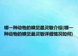 哪一种动物的嗅觉最灵敏介绍(哪一种动物的嗅觉最灵敏详细情况如何)