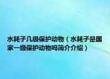 水耗子几级保护动物（水耗子是国家一级保护动物吗简介介绍）