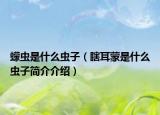 蠓虫是什么虫子（瞎耳蒙是什么虫子简介介绍）