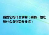 鹦鹉它吃什么食物（鹦鹉一般吃些什么食物简介介绍）