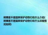 刺猬是不是国家保护动物它吃什么介绍(刺猬是不是国家保护动物它吃什么详细情况如何)
