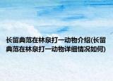 长留典范在林泉打一动物介绍(长留典范在林泉打一动物详细情况如何)