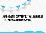 雁来红是什么样的花介绍(雁来红是什么样的花详细情况如何)