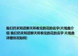 我们仍未知道那天所看见的花的名字(片尾曲介绍 我们仍未知道那天所看见的花的名字 片尾曲详细情况如何)