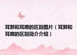 耳郭和耳廓的区别图片（耳郭和耳廓的区别简介介绍）