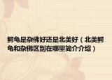 鳄龟是杂佛好还是北美好（北美鳄龟和杂佛区别在哪里简介介绍）