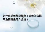 为什么锚鱼都是鲤鱼（锚鱼怎么锚草鱼和鲤鱼简介介绍）
