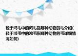 轻于鸿毛中的鸿毛指哪种动物的毛介绍(轻于鸿毛中的鸿毛指哪种动物的毛详细情况如何)