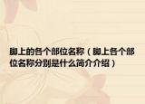 脚上的各个部位名称（脚上各个部位名称分别是什么简介介绍）