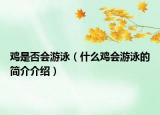 鸡是否会游泳（什么鸡会游泳的简介介绍）