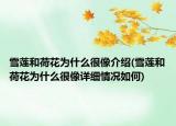 雪莲和荷花为什么很像介绍(雪莲和荷花为什么很像详细情况如何)