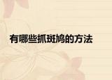 有哪些抓斑鸠的方法