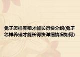 兔子怎样养殖才能长得快介绍(兔子怎样养殖才能长得快详细情况如何)