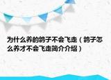 为什么养的鸽子不会飞走（鸽子怎么养才不会飞走简介介绍）