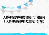 人参种植条件和方法简介介绍图片（人参种植条件和方法简介介绍）