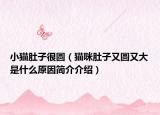 小猫肚子很圆（猫咪肚子又圆又大是什么原因简介介绍）