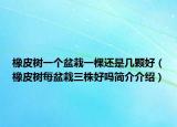 橡皮树一个盆栽一棵还是几颗好（橡皮树每盆栽三株好吗简介介绍）