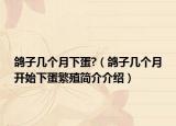 鸽子几个月下蛋?（鸽子几个月开始下蛋繁殖简介介绍）