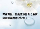 养金苔鼠一般要注意什么（金苔鼠如何饲养简介介绍）