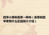 四季小葱和香葱一样吗（香葱和四季葱有什么区别简介介绍）