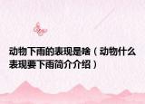 动物下雨的表现是啥（动物什么表现要下雨简介介绍）