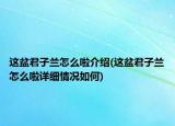 这盆君子兰怎么啦介绍(这盆君子兰怎么啦详细情况如何)