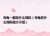 乌龟一般吃什么饲料（乌龟吃什么饲料简介介绍）