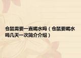 仓鼠需要一直喝水吗（仓鼠要喝水吗几天一次简介介绍）